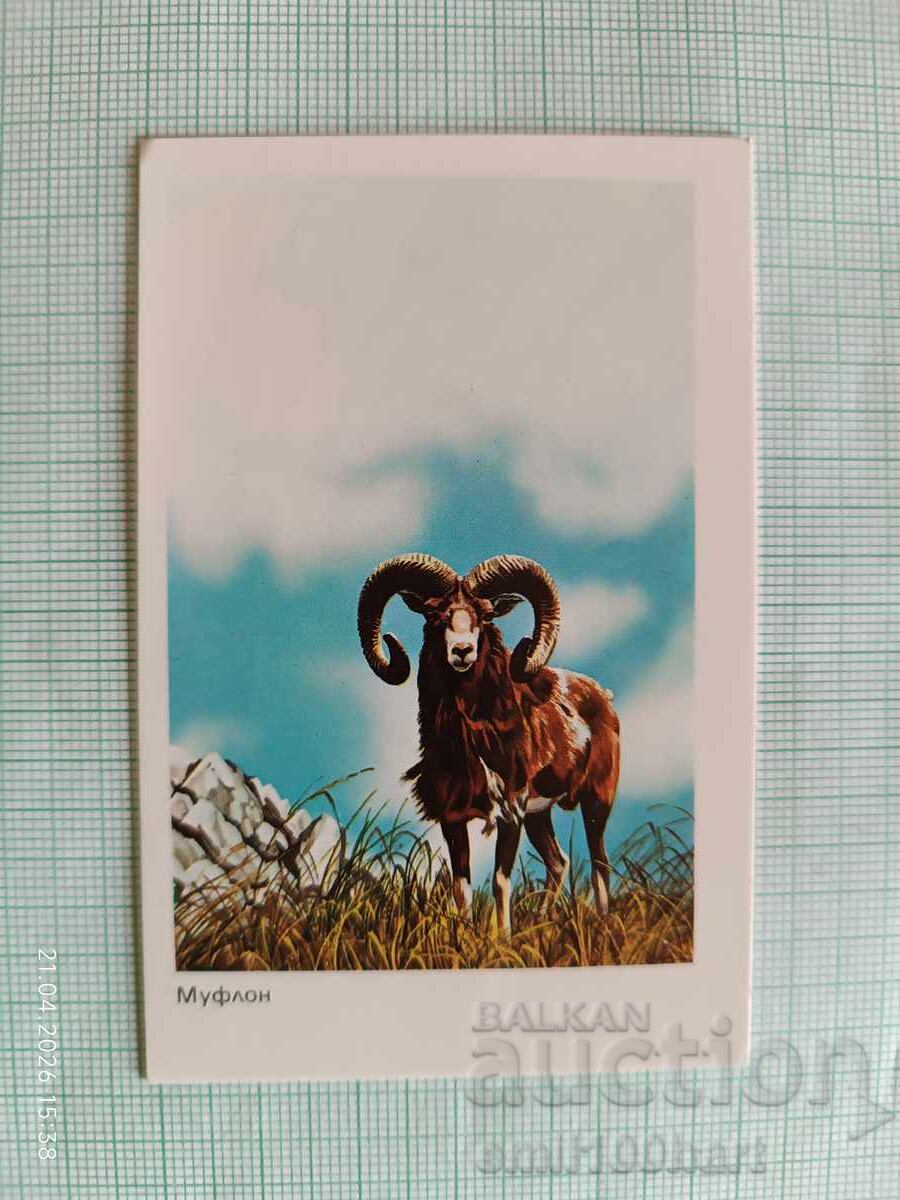 Calendar Muflon 1984