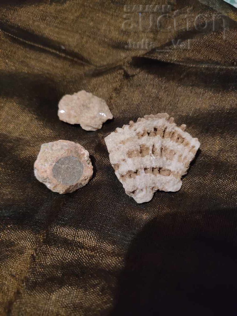 Coral 30 grame BZC de la 0.01 cenți cu preț € 0.01 | 0.02 BGN