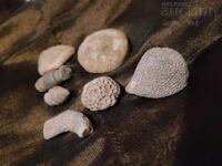 Fossils 83 grams BGN starting from 0.01 cents