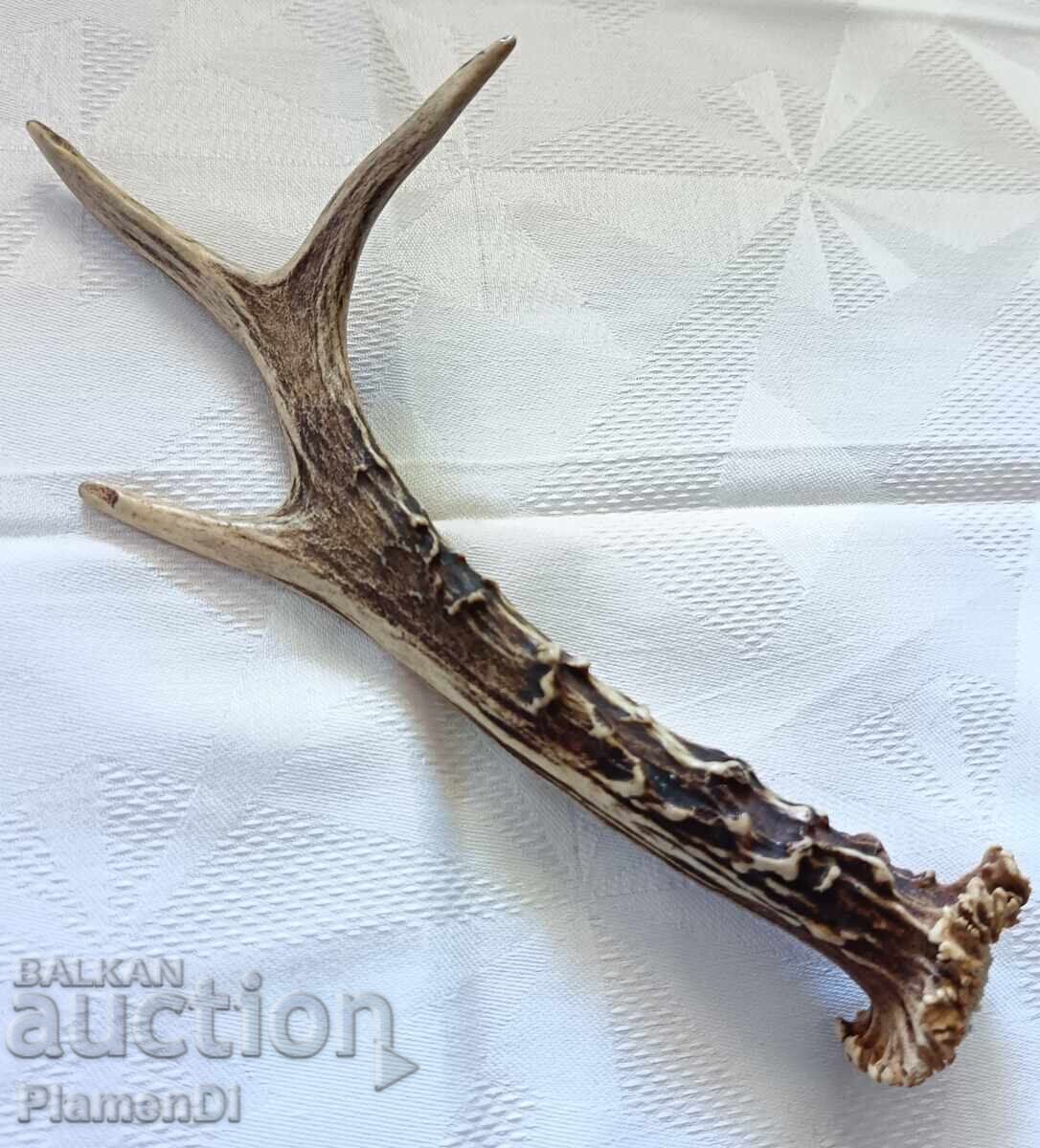 Κέρατο ζαρκαδιού, κέρατο ελαφιού με τιμή € 9.00 | 17.60 BGN