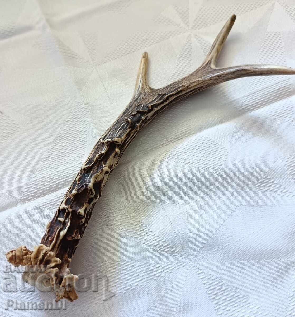 Δημοπρασία Κέρατο ζαρκαδιού, κέρατο ελαφιού