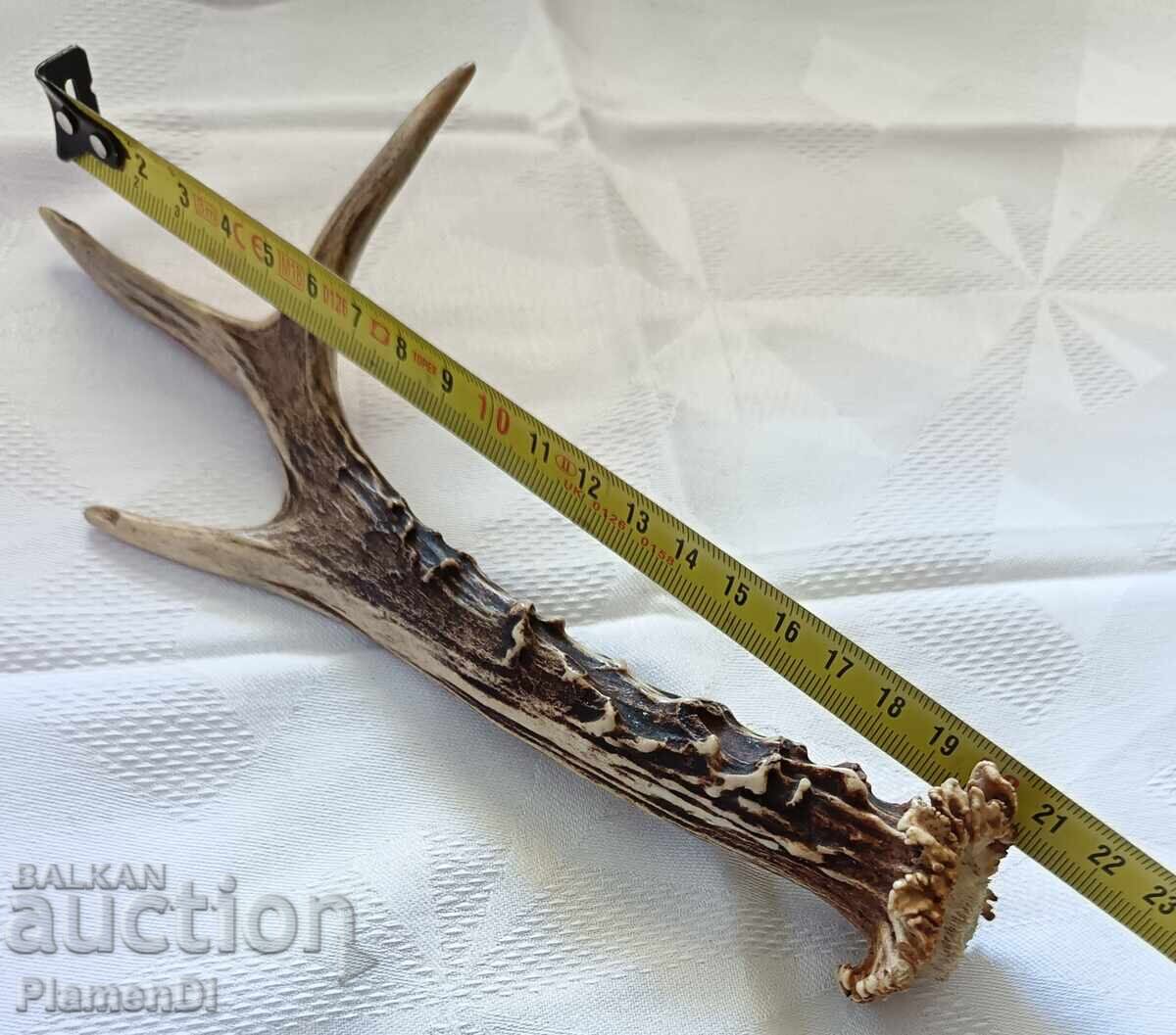 Κέρατο ζαρκαδιού, κέρατο ελαφιού - 6