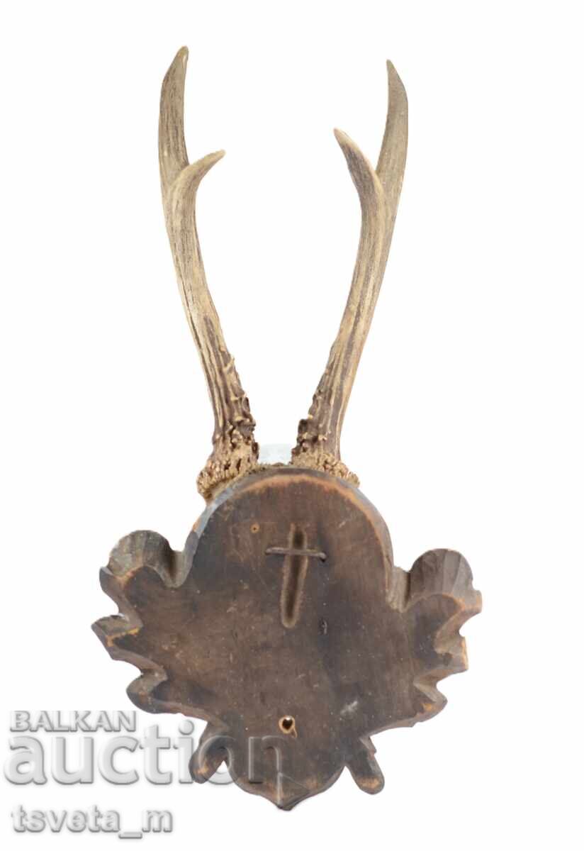 Δημοπρασία Κυνηγετικό τρόπαιο τοίχου με κέρατα ζαρκαδιού