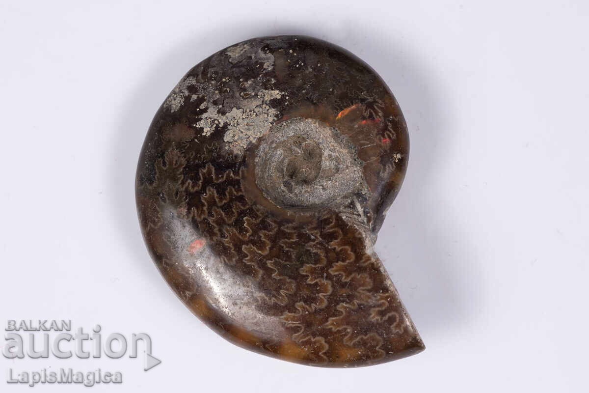 Амонит 24.6g 44mm с цена € 4.00 | 7.82 лв.