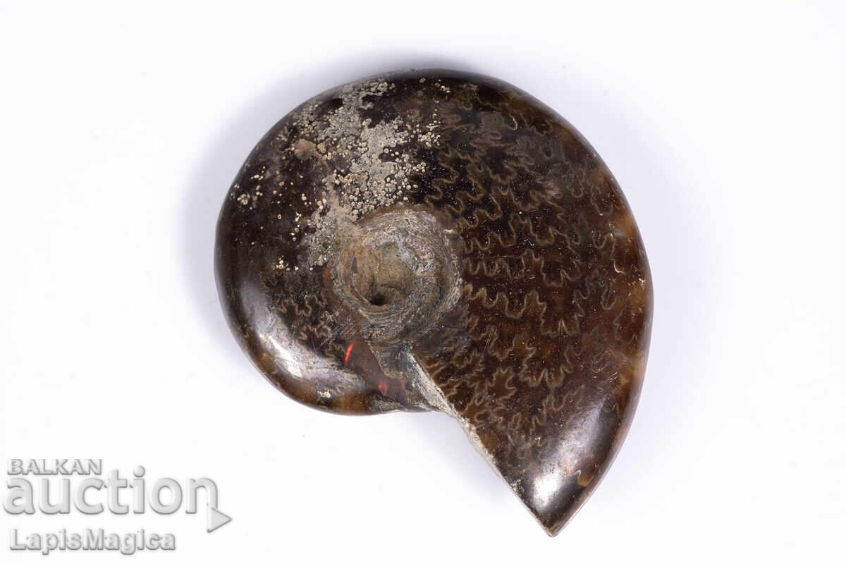 Амонит 24.6g 44mm