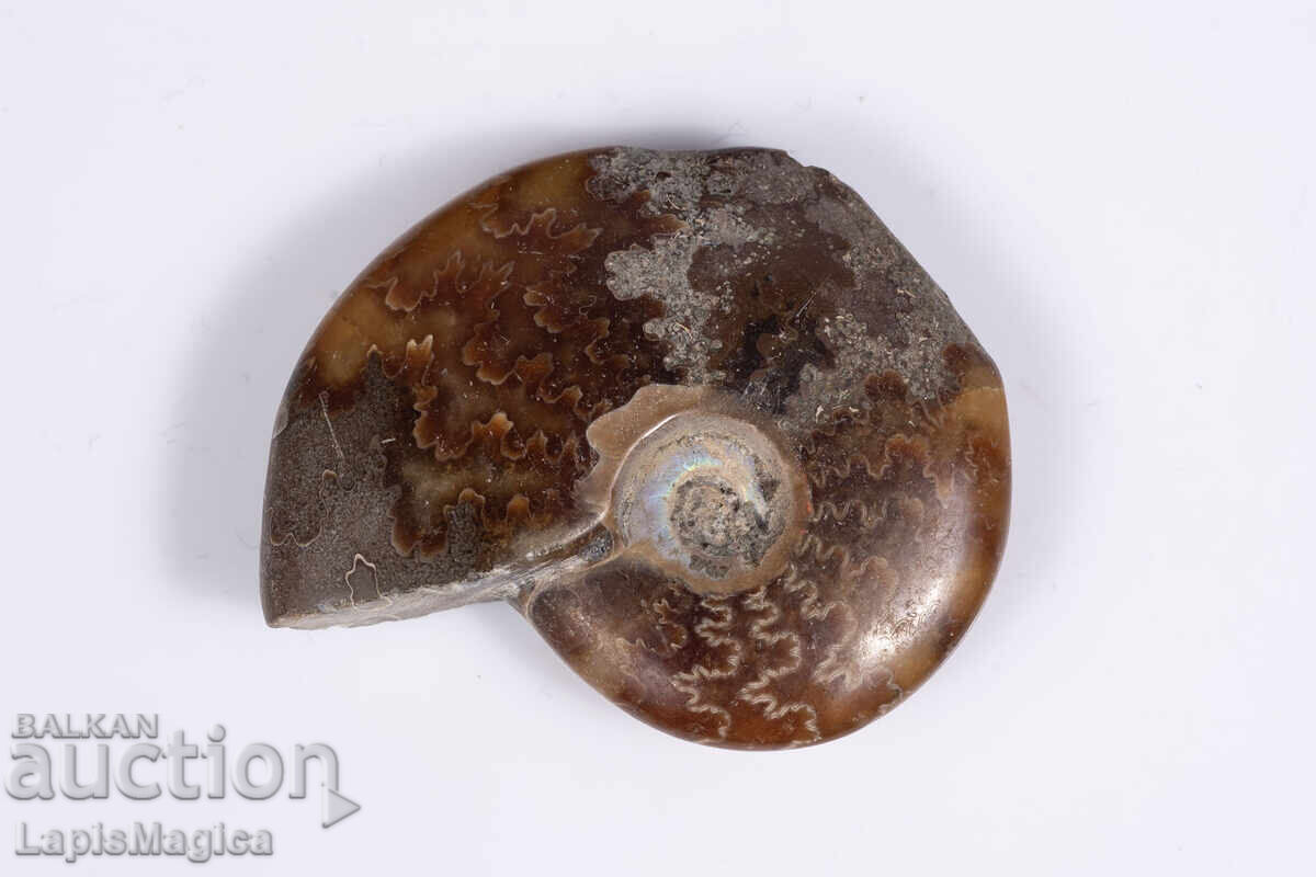 Αμμωνίτης 18.2g 41mm