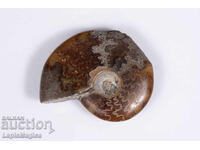 Αμμωνίτης 18.2g 41mm