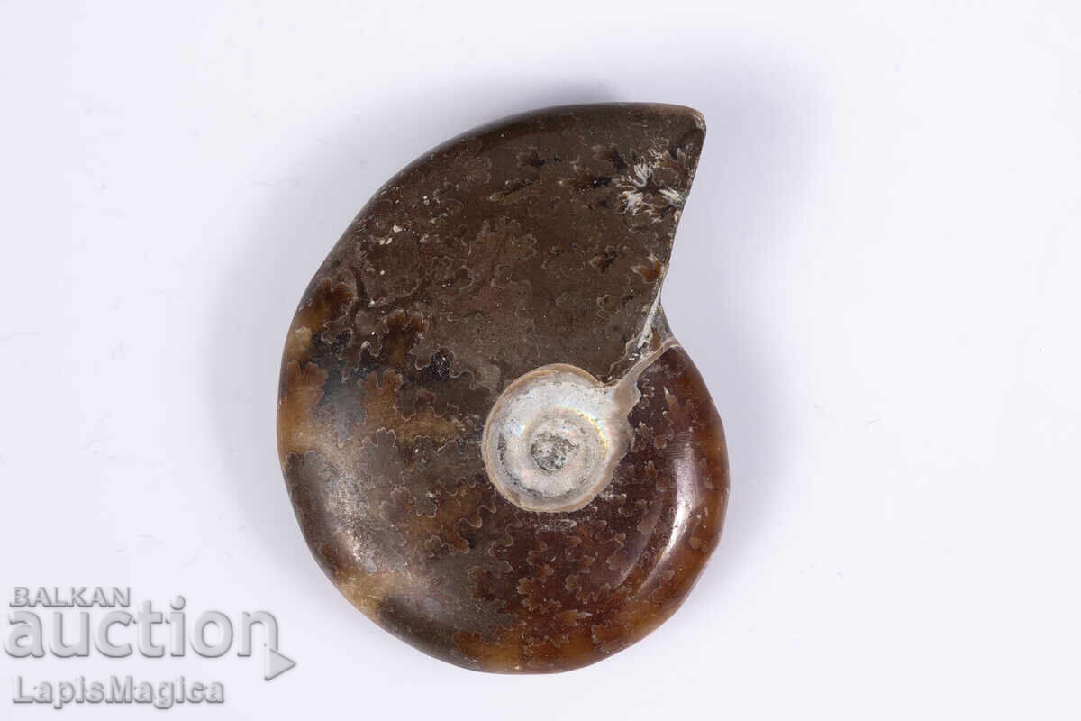 Αμμωνίτης 15.2g 36mm με τιμή € 4.00 | 7.82 BGN