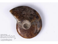 Αμμωνίτης 15.2g 36mm