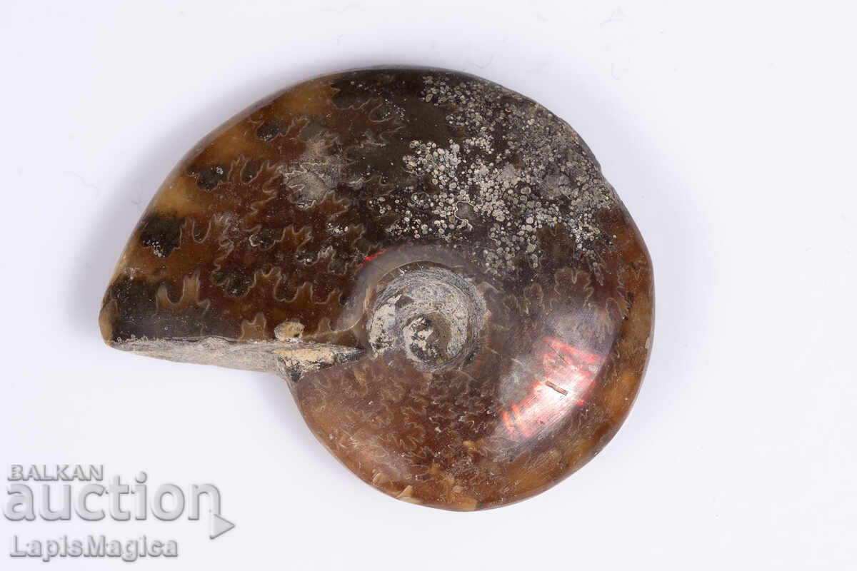 Αμμωνίτης 13.2g 37mm με τιμή € 4.00 | 7.82 BGN