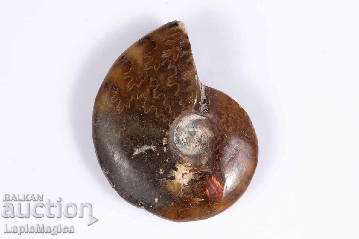 Αμμωνίτης 13.2g 37mm