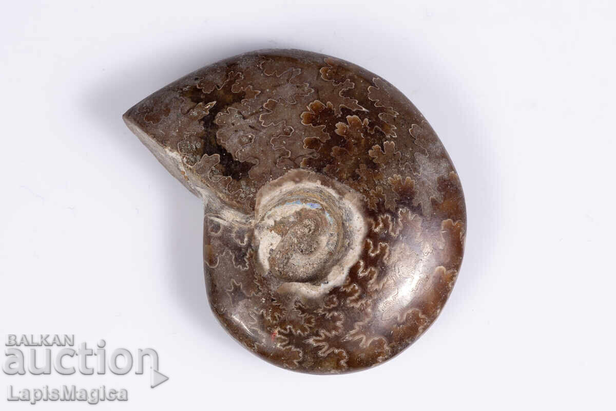 Αμμωνίτης 11.8g 35mm με τιμή € 4.00 | 7.82 BGN