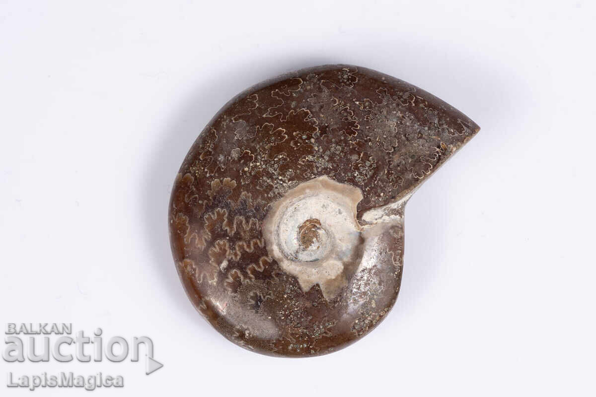 Αμμωνίτης 11.8g 35mm