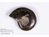 Amonit 14,1g 34mm