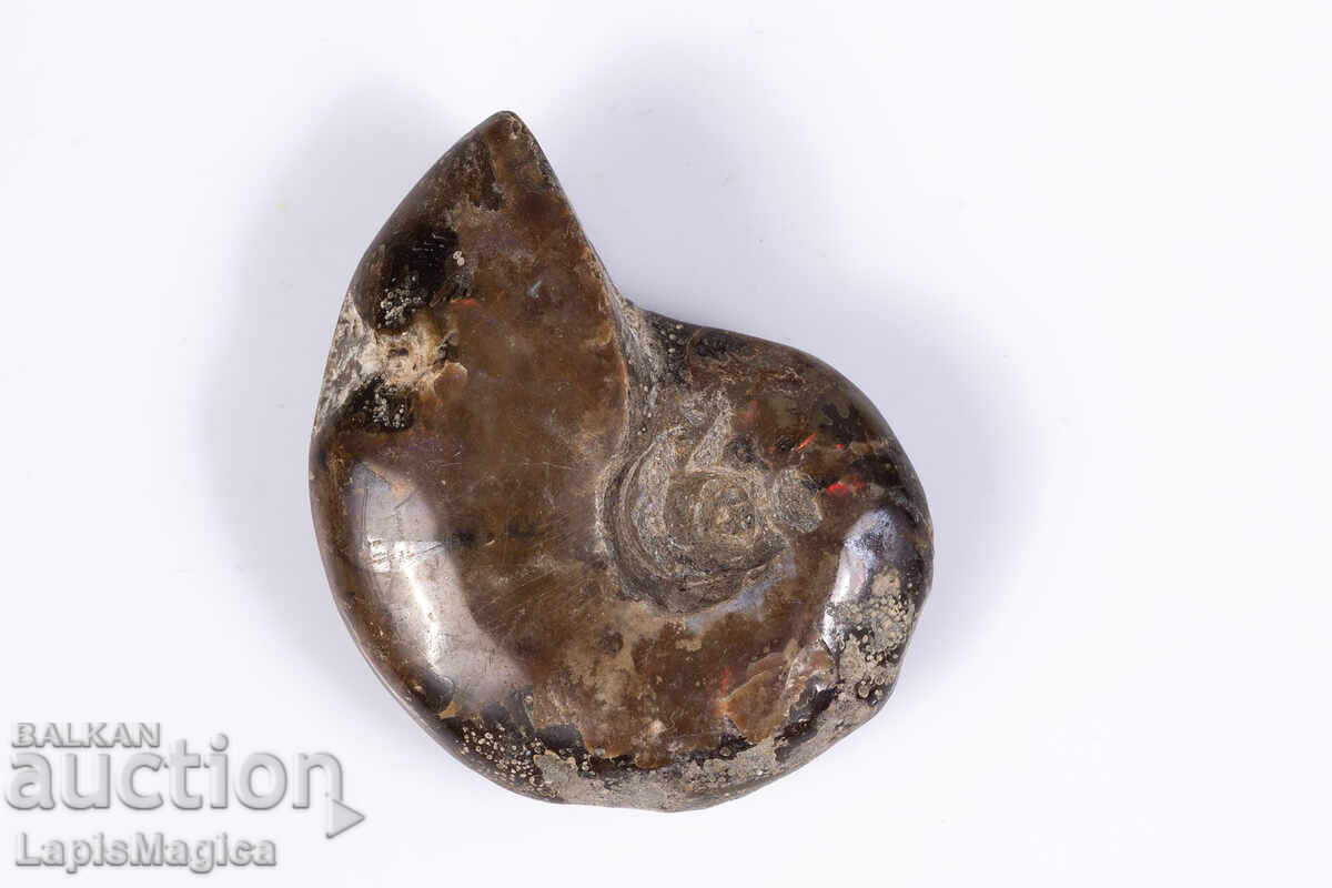 Αμμωνίτης 12.9g 34mm με τιμή € 4.00 | 7.82 BGN