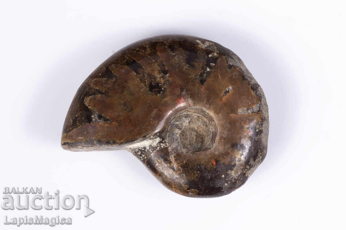 Αμμωνίτης 12.9g 34mm