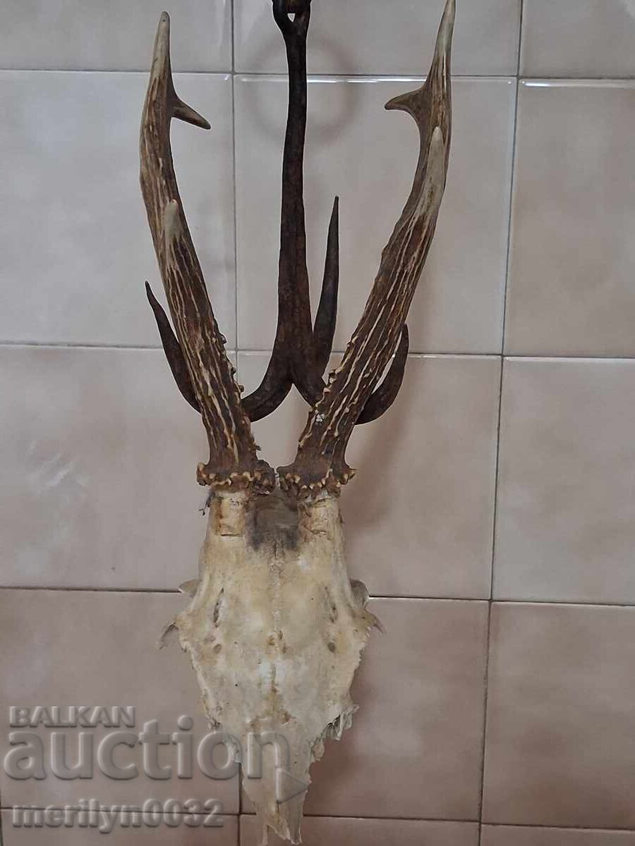 Κυνηγετικό τρόπαιο κρανίο με κερασφόρο ελάφι με τιμή € 30.55 | 59.75 BGN