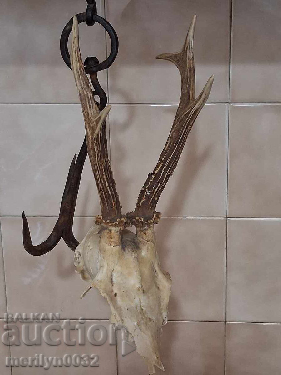 Κυνηγετικό τρόπαιο κρανίο με κερασφόρο ελάφι - 5