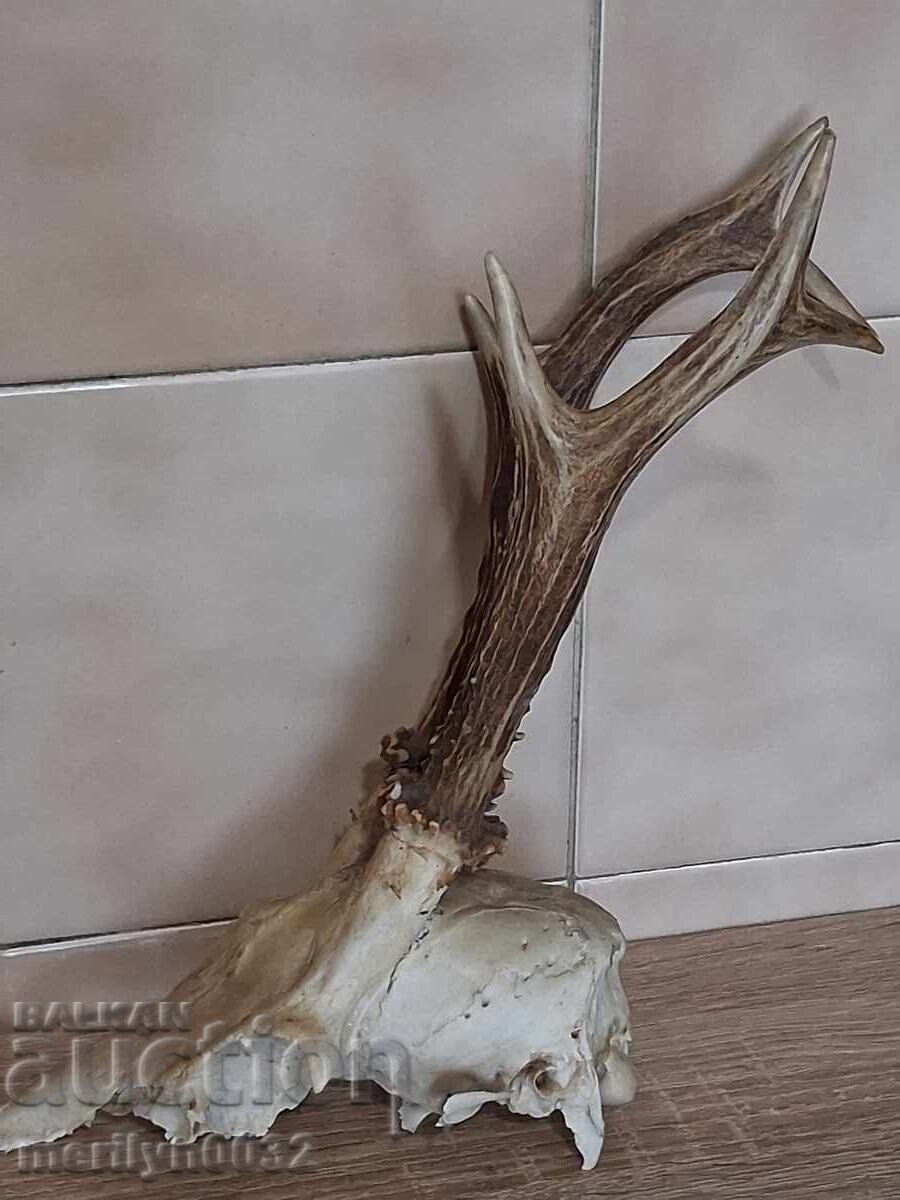 Κυνηγετικό τρόπαιο κρανίο με κερασφόρο ελάφι - 7