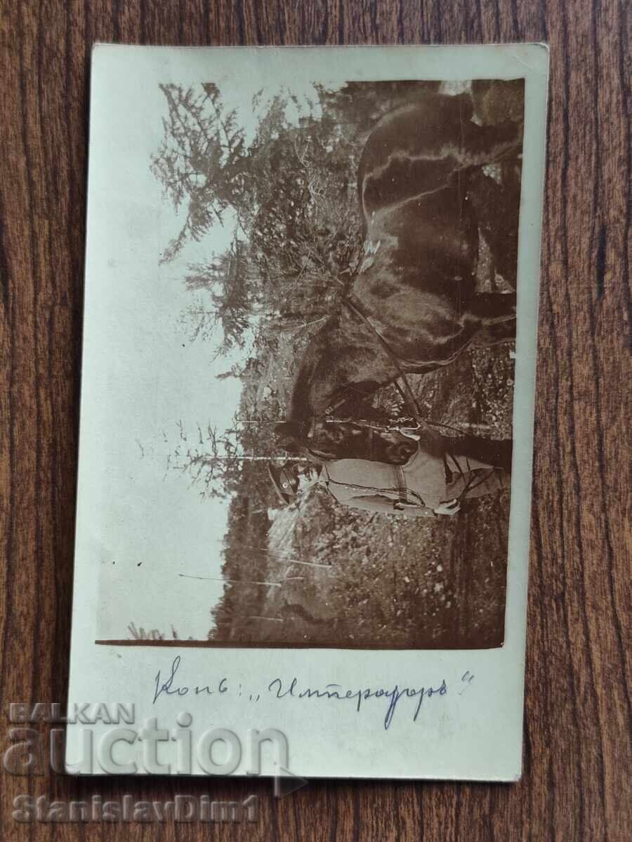 Fotografie veche Regatul Bulgariei - Primul Război Mondial, cal Împărat