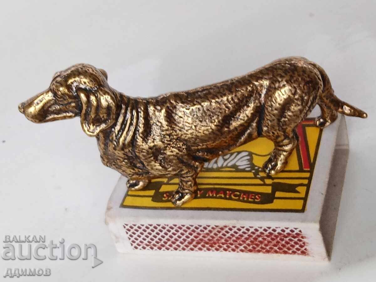 Dachshund - 6