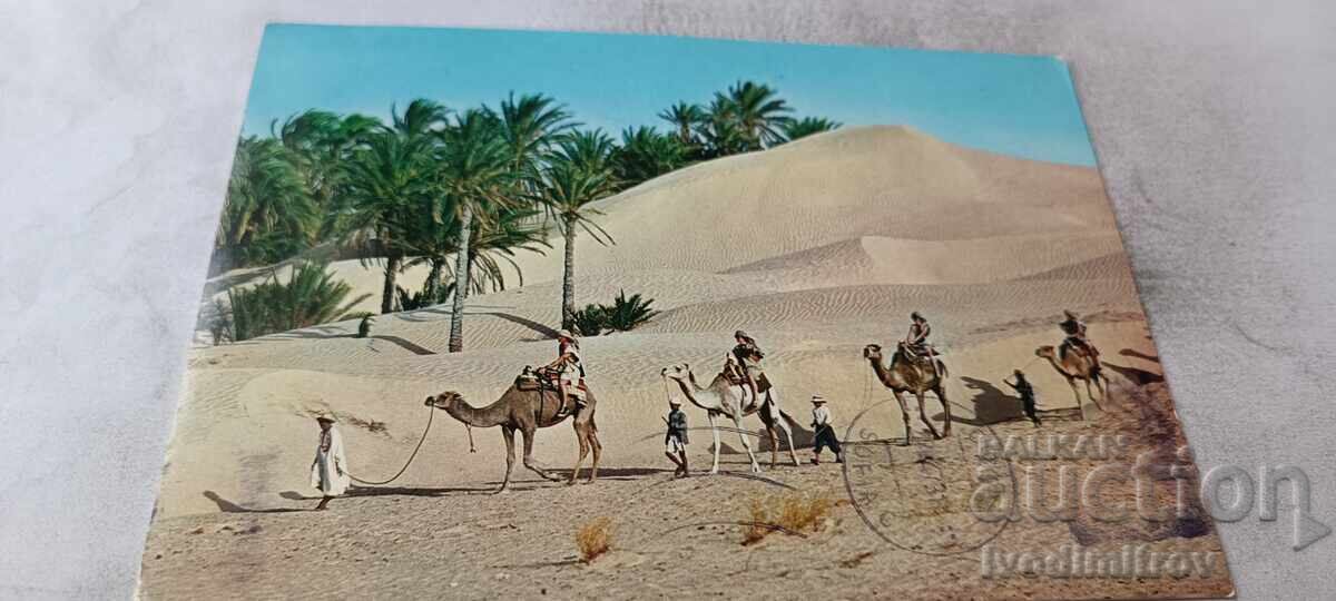 Carte poștală Tunisie Caravan in Sahara 1973