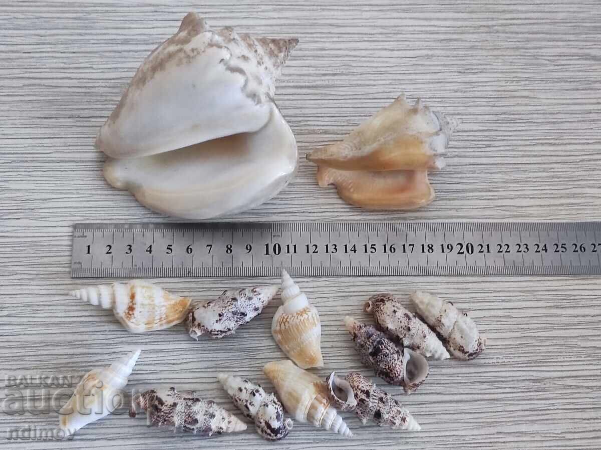 Lot whelk shell mussel decoration aquarium with price € 8.00 | 15.65 BGN