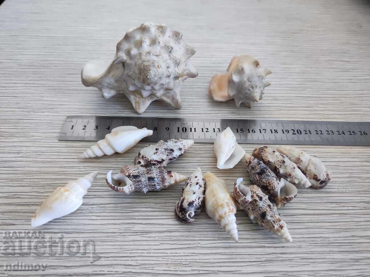 Auction  Lot whelk shell mussel decoration aquarium