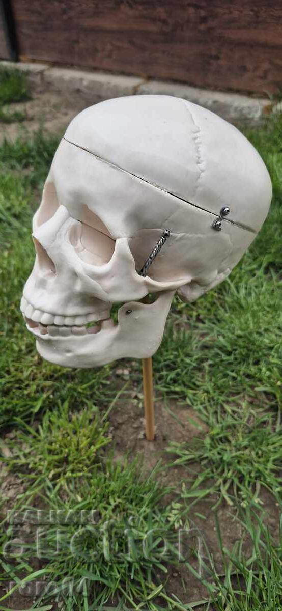 Licitație CRANIU Licitație CRANIU