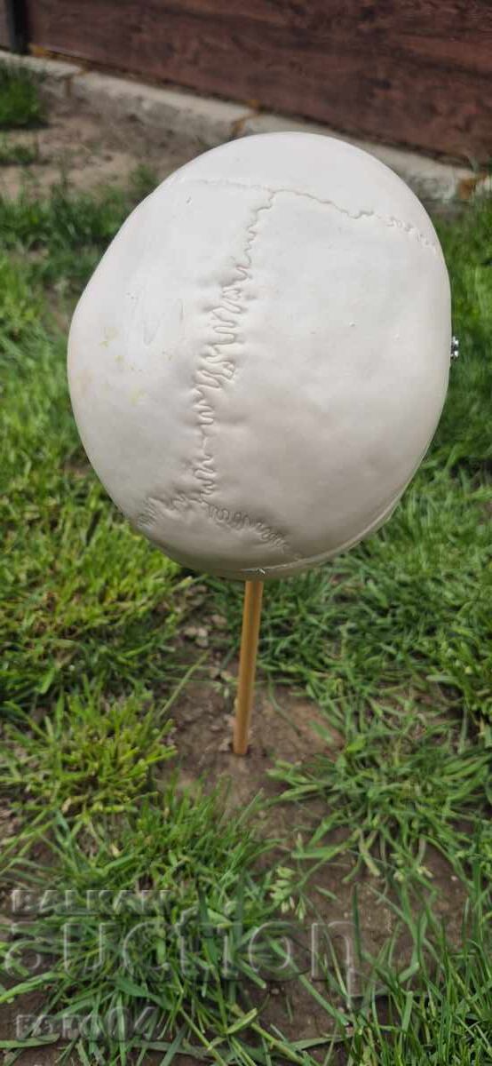 Livrarea CRANIU Livrarea CRANIU