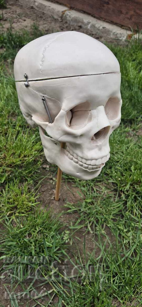 CRANIU - 5 CRANIU - 5
