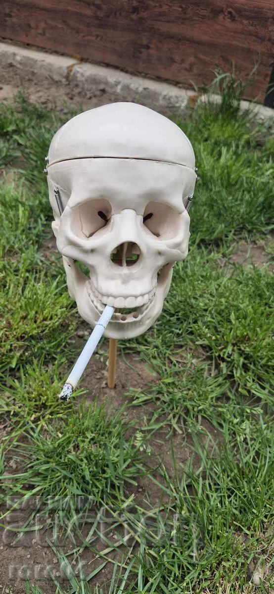 CRANIU CRANIU