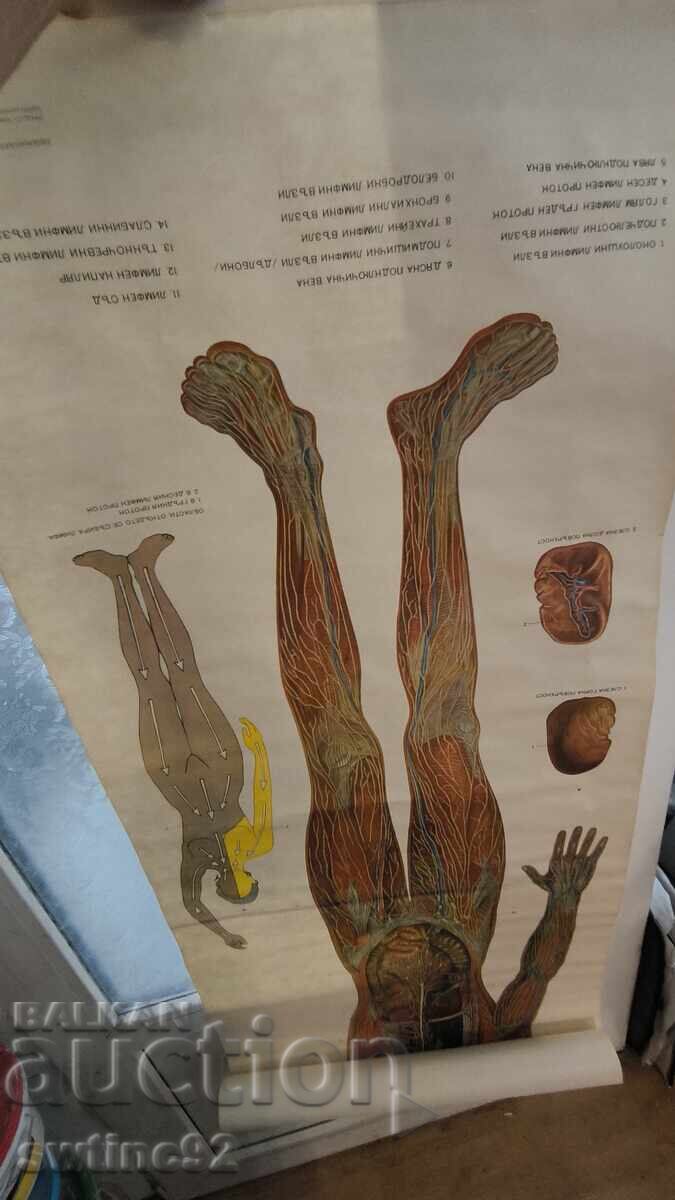 Anatomical large poster medicine surgery with price € 14.00 | 27.38 BGN