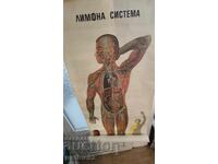 Anatomical large poster medicine surgery