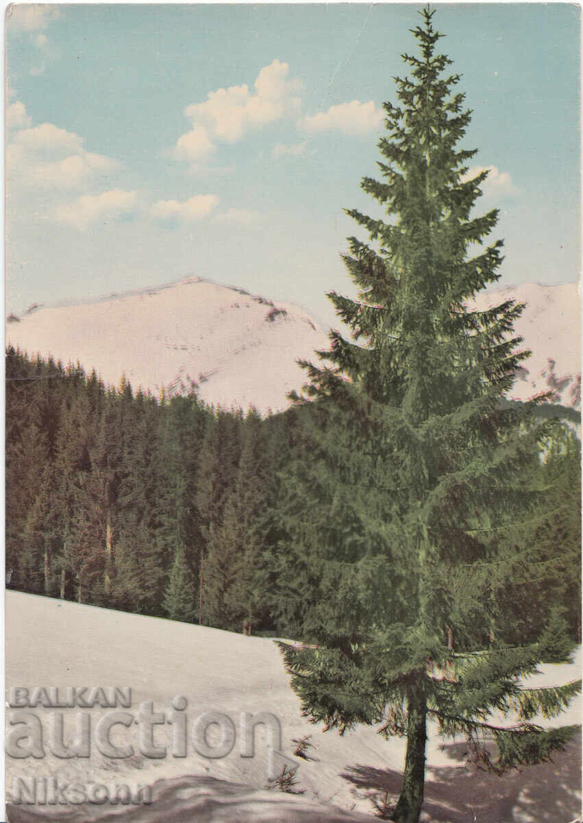 Carte poștală Pirin Vihren anii 1960 Carte poștală Pirin Vihren anii 1960