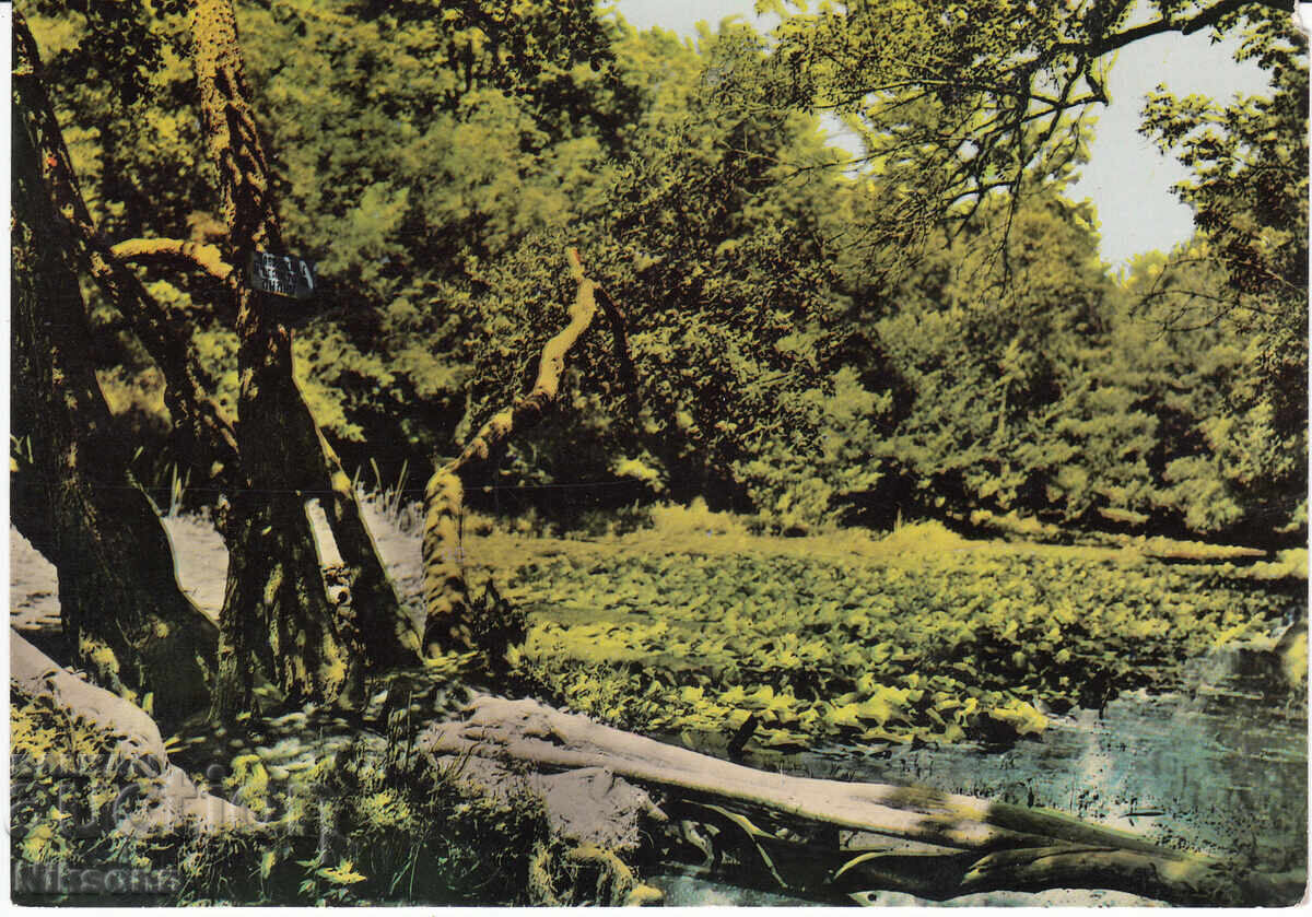 Καρτ ποστάλ Ροποτάμο δεκαετίας του 1960 Καρτ ποστάλ Ροποτάμο δεκαετίας του 1960