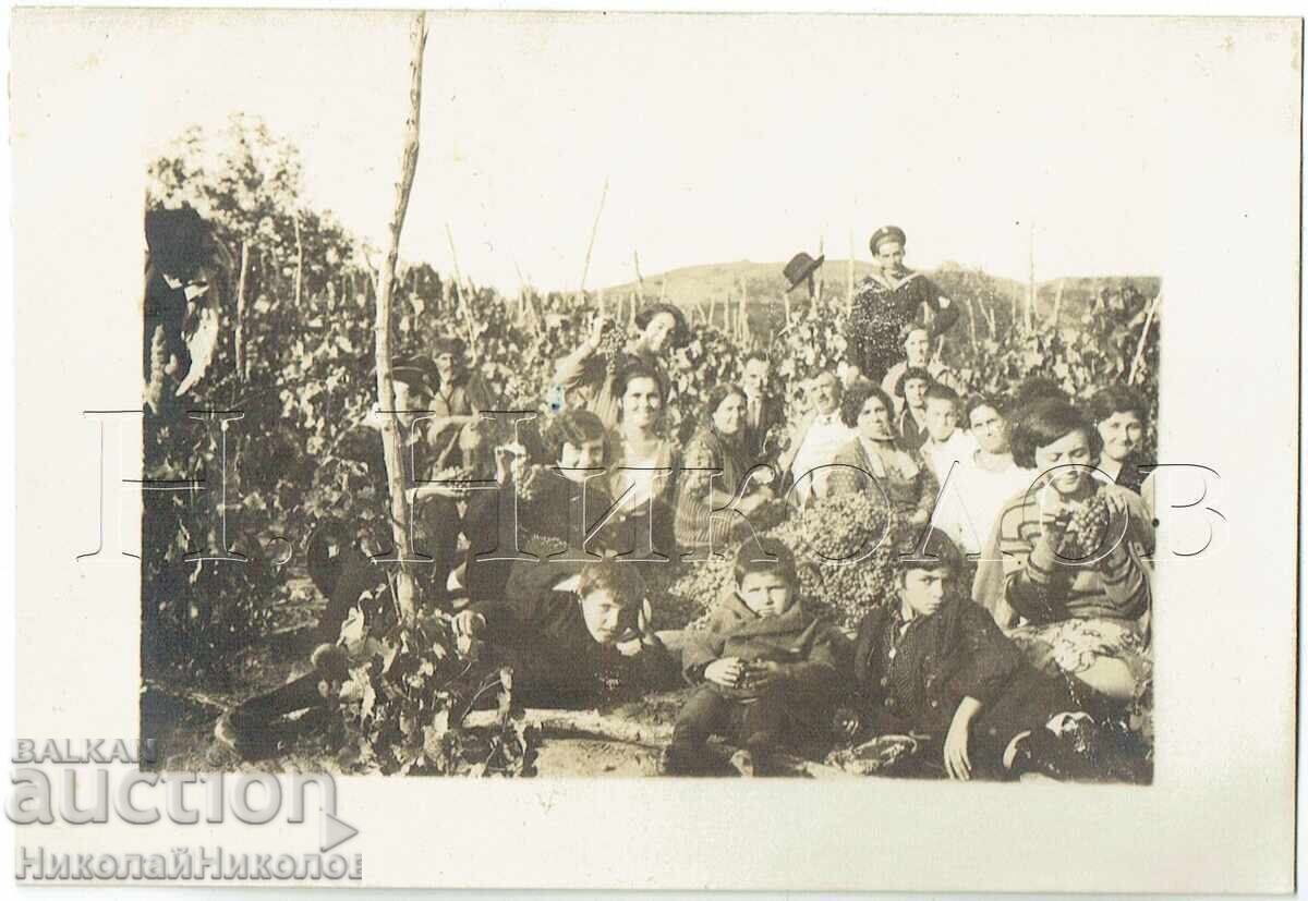 ΠΑΛΙΑ ΦΩΤΟΓΡΑΦΙΑ ΑΜΠΕΛΙ ΟΙΚΟΓΕΝΕΙΑΚΟΣ ΤΡΥΓΟΣ ZH646