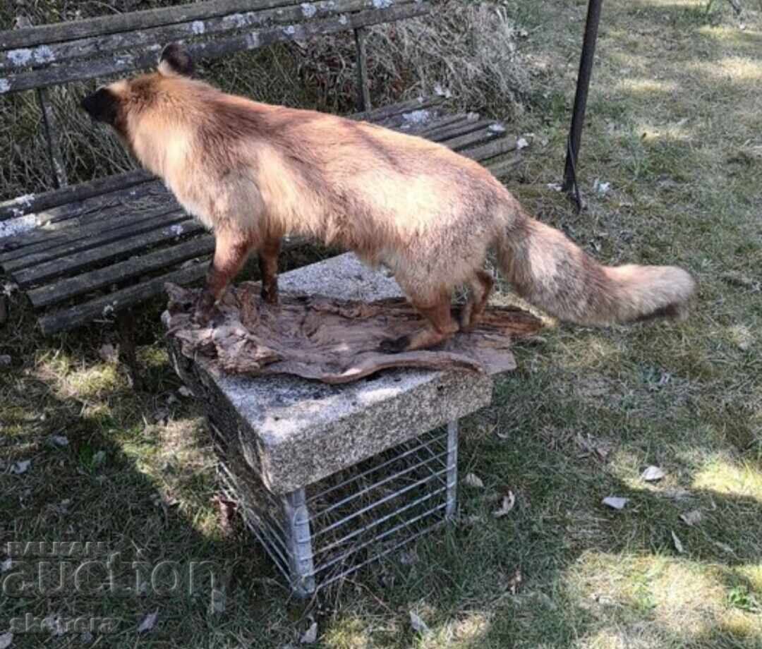 Аукцион Препарирана червена лисица