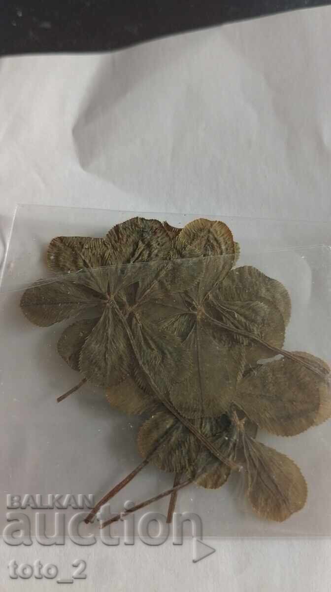 Lot of four-leaf clovers with price € 2.75 | 5.38 BGN