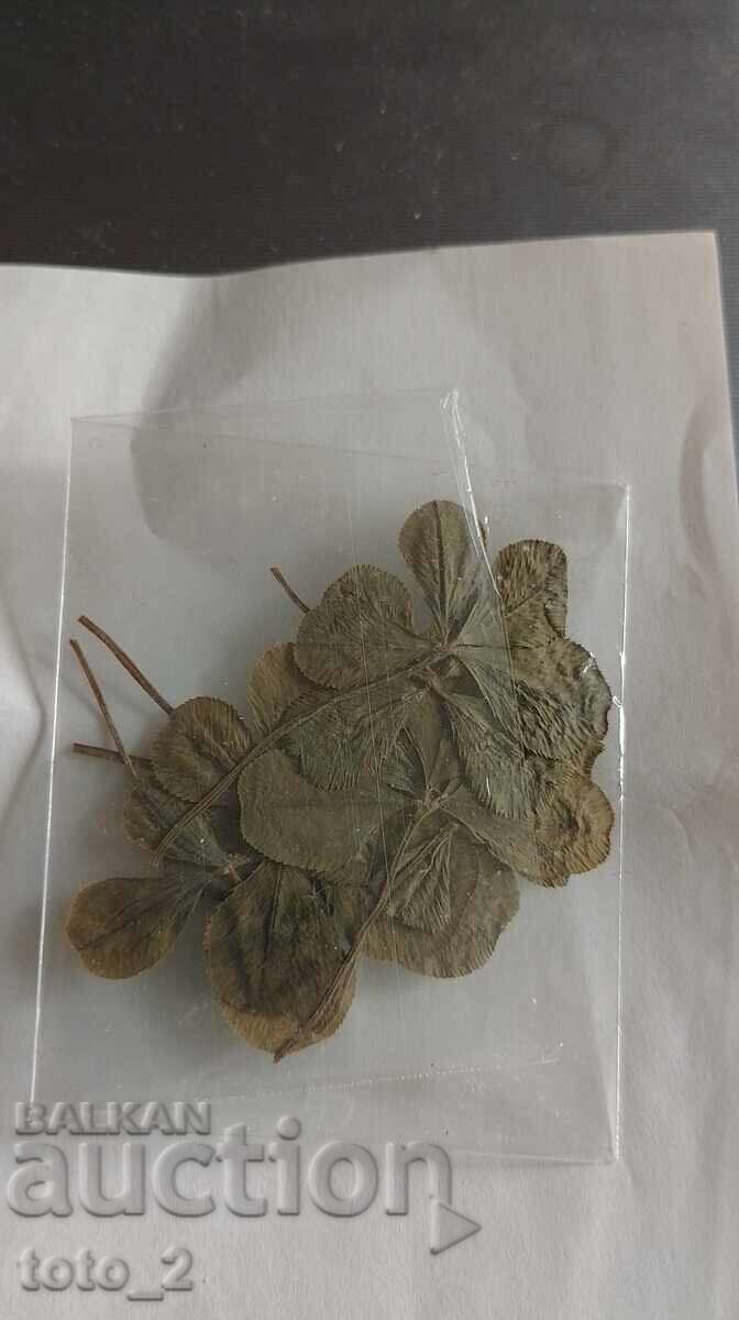 Lot of four-leaf clovers