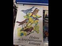 Songbirds και διακοσμητικά πουλιά