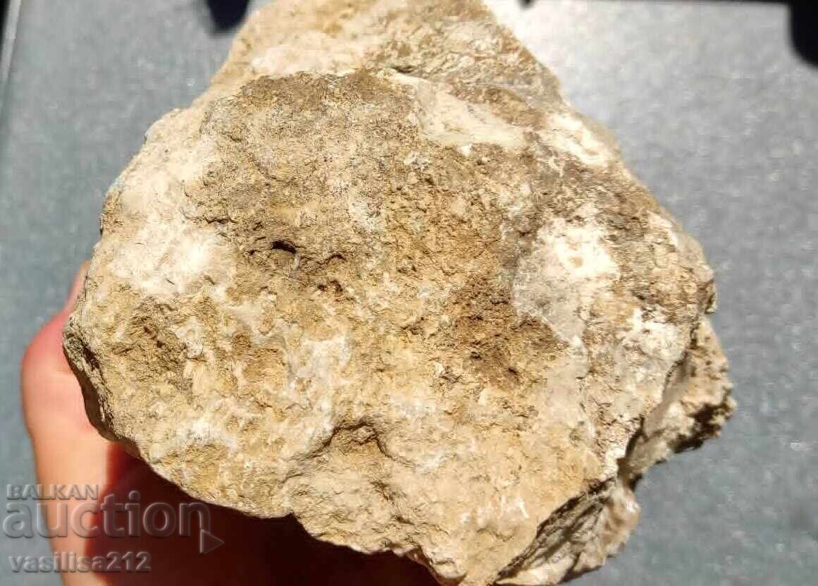 Coral, fosilă
