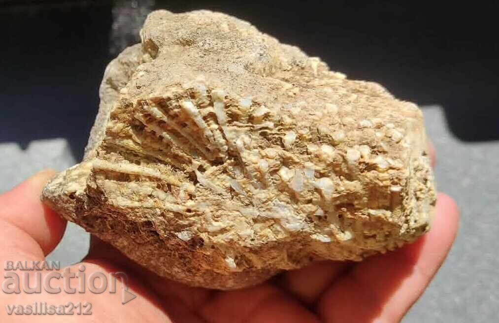 Coral, fosilă cu preț € 3.00 | 5.87 BGN