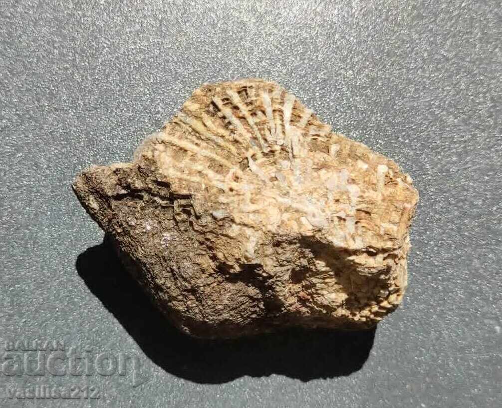 Licitație Coral, fosilă