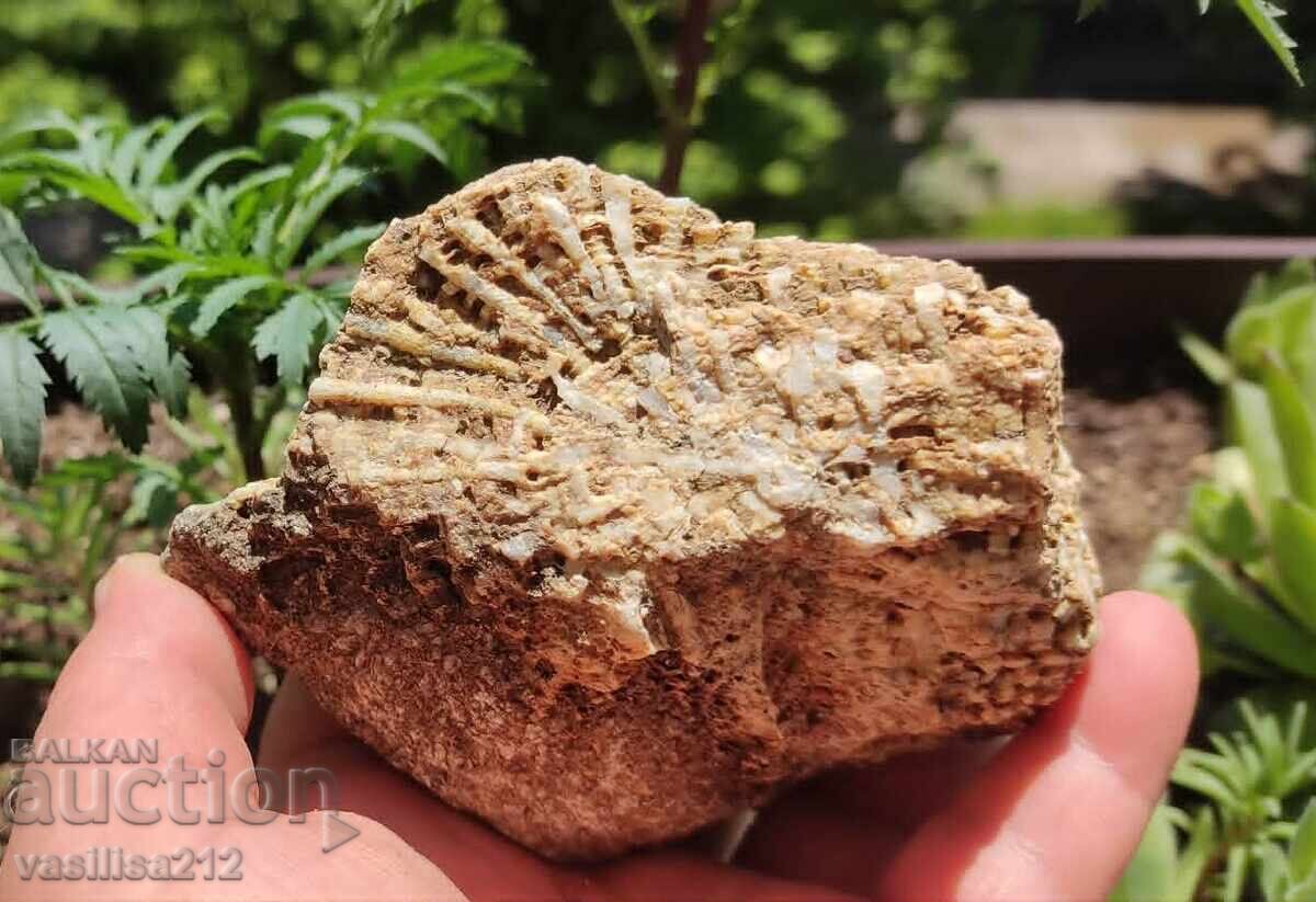 Coral, fosilă