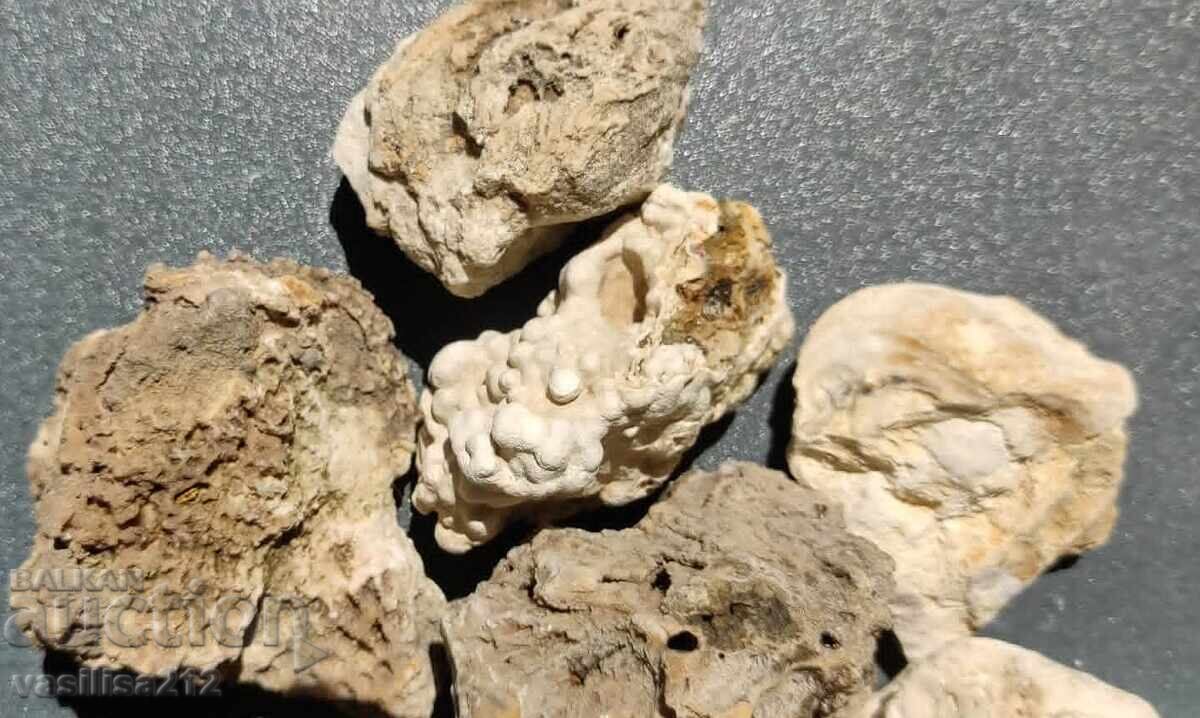 Livrarea Lot fosile