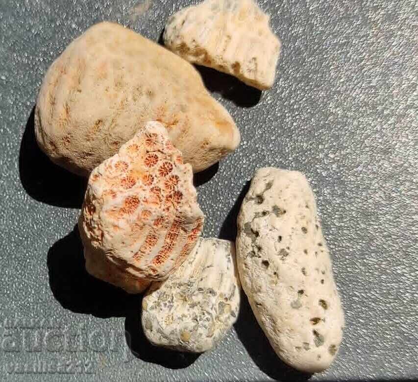 Licitație Corali din Caraibe