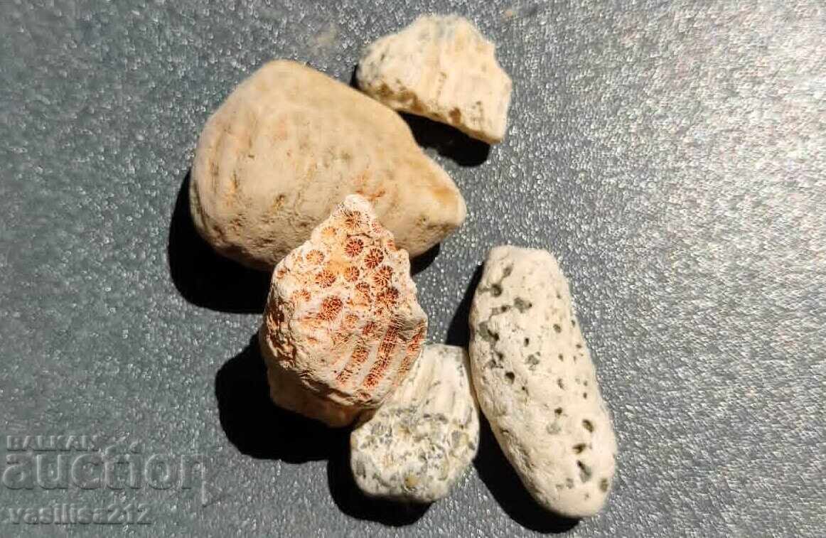 Corali din Caraibe