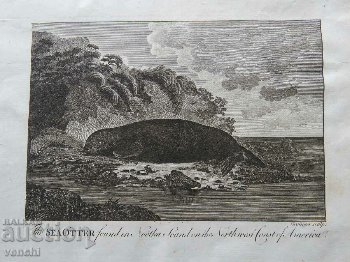 Licitație 1788 - GRAVURĂ - DESCOPERIRILE CĂPITANULUI COOK - ORIGINAL
