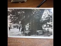 Ohrid Chinar Paskov 1943 Kingdom of Bulgaria photo postcard